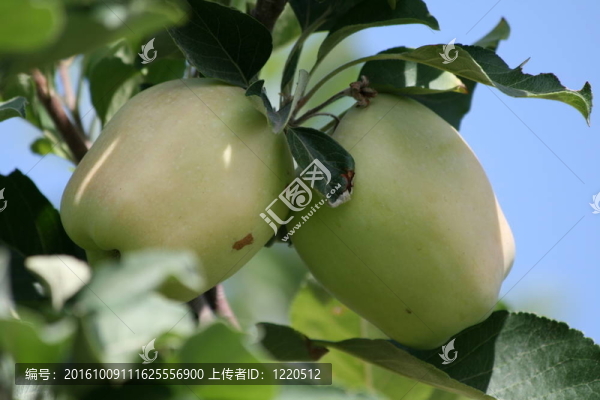 蘋果