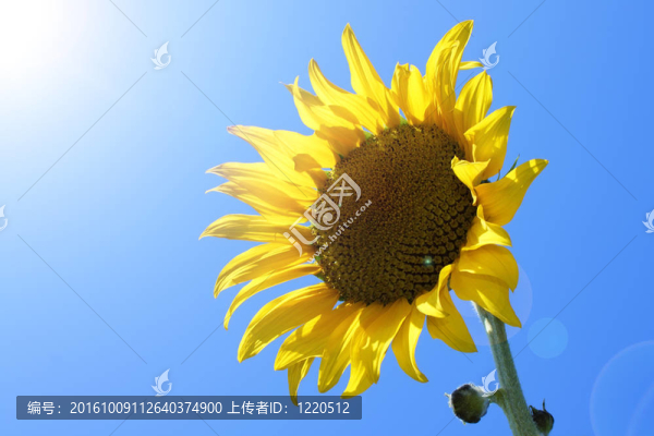 向日葵