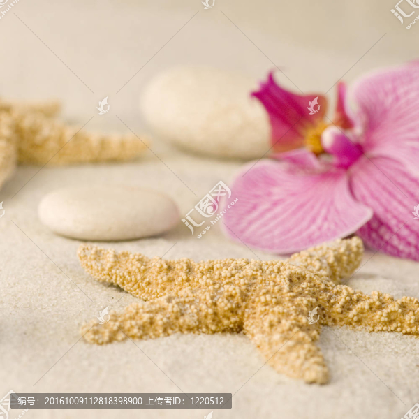 蘭花靜物