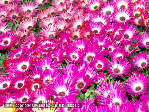 Livingstone,Daisies（Mesembryanthemum,criniflorum）