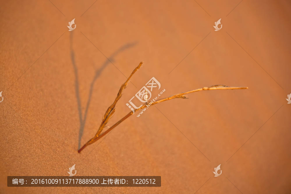 單干干在沙漠砂