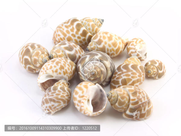 白色背景上的貝殼