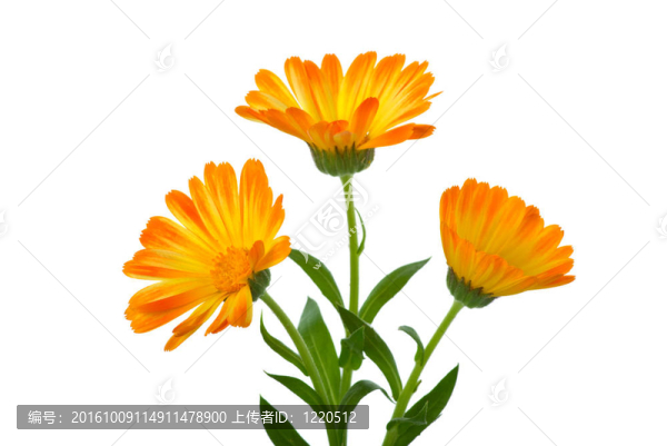 三金盞花