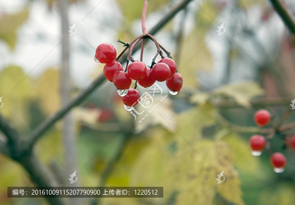 瓊花紅。秋天