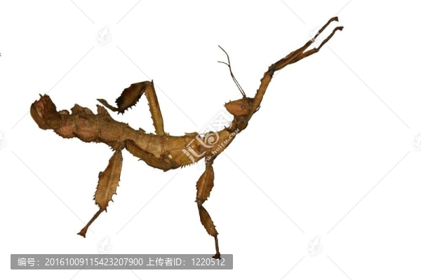 澳大利亞巨刺昆蟲