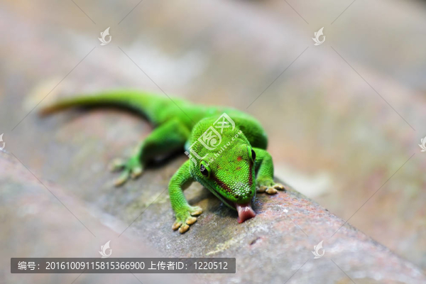 綠壁虎