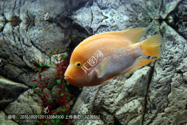 魚缸里的魚