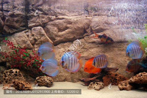 魚(yú)缸里的魚(yú)