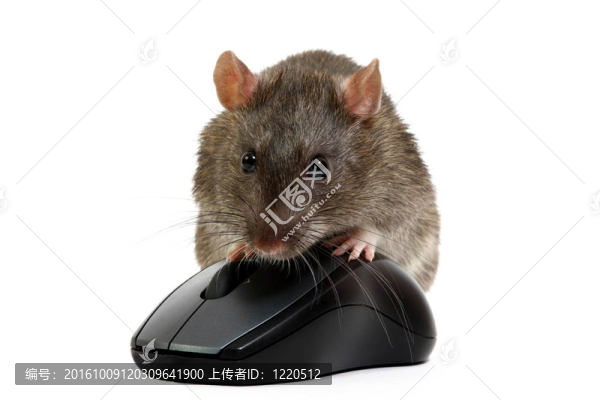 老鼠