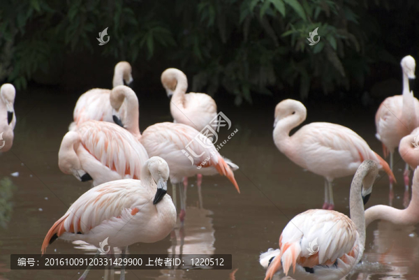 火烈鳥群