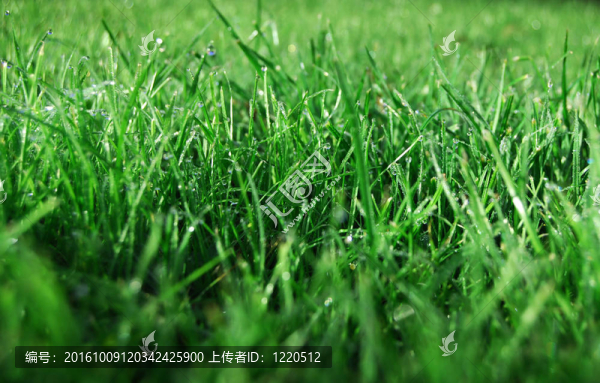 早晨的露水