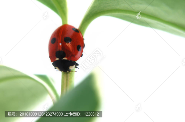 瓢蟲對植物的莖