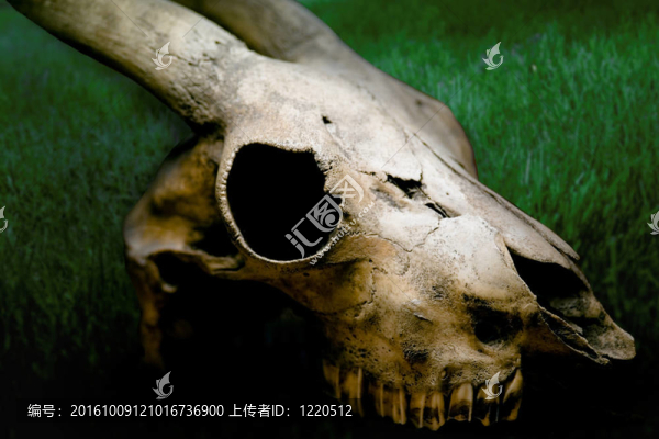 山羊的頭骨