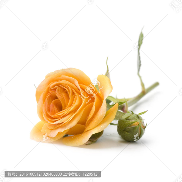 黃色的花