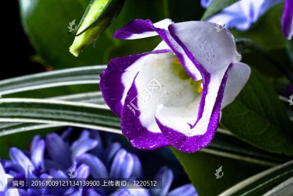 芽花