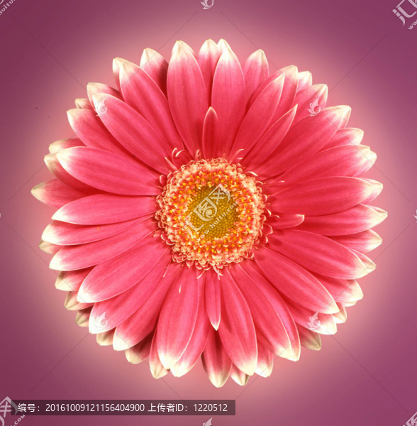 非洲菊