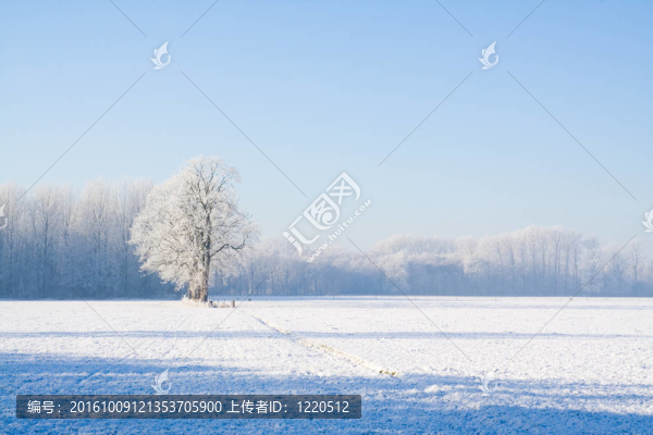 冬天的景色