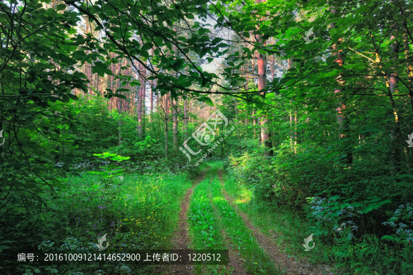 路徑