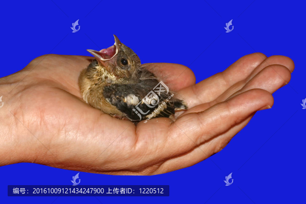 小鳥；Fringilla,coelebs；Chaffinch