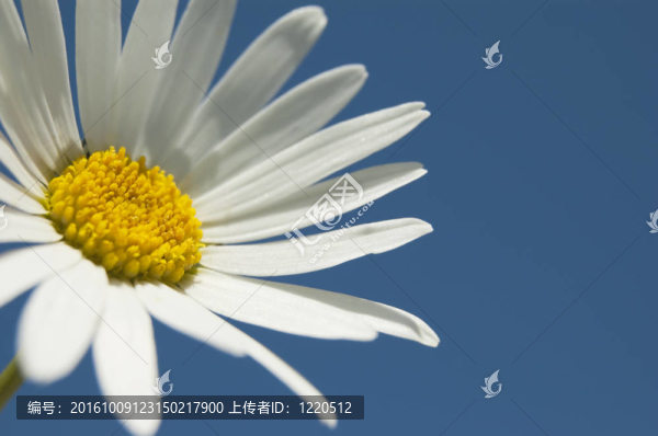 雛菊