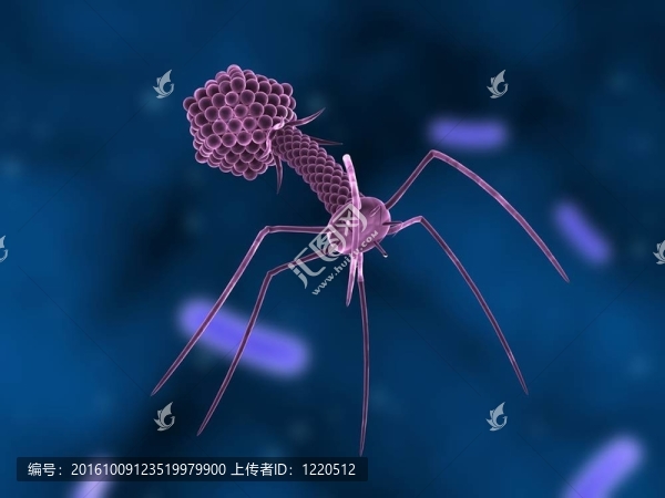 噬菌體