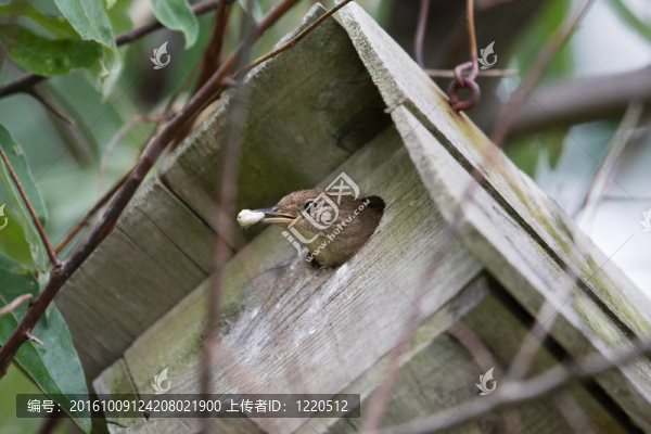 House,Wren（穴居人aedon）。
