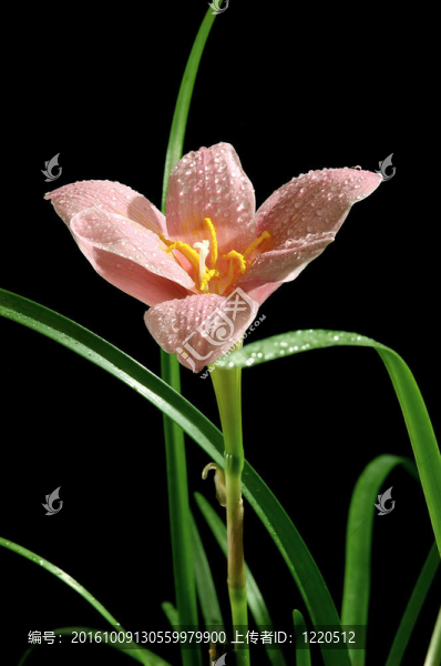 粉紅色的花