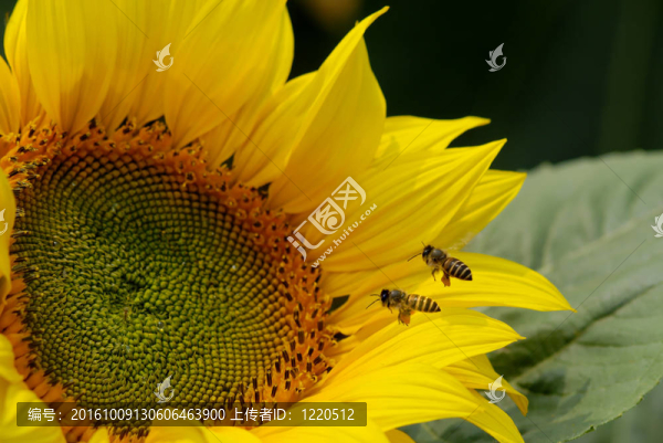蜜蜂和向日葵