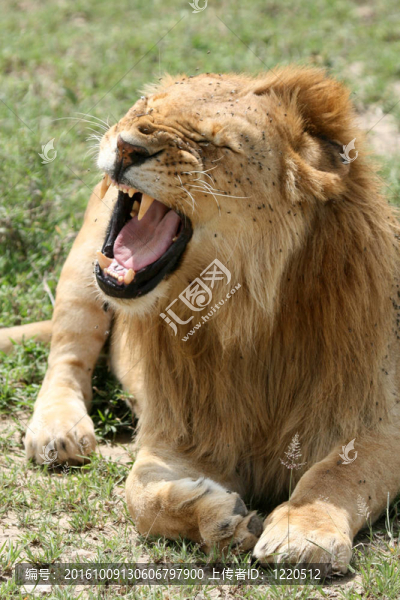 獅子-塞倫蓋蒂野生動物園；坦桑尼亞；非洲