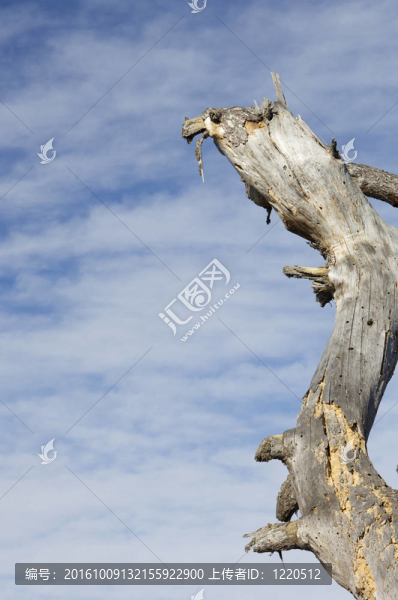 死去的樹(shù)木和天空的樹(shù)干