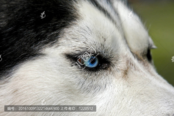 Husky看