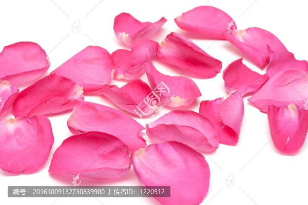 玫瑰花瓣