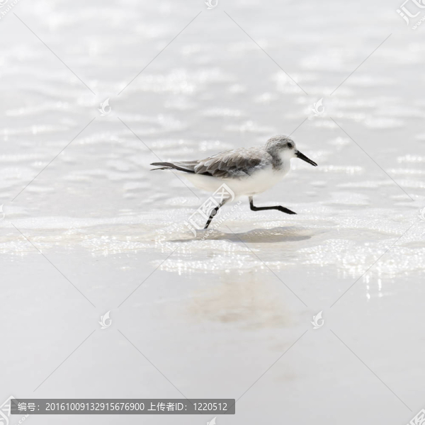 三趾鷸