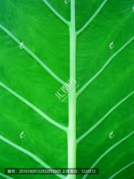 葉