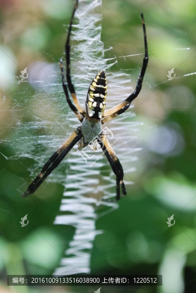 Argiope。