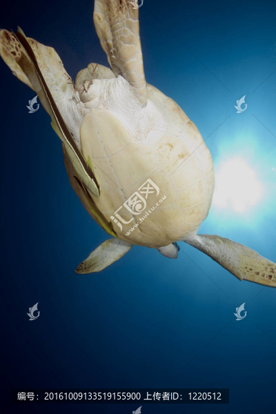 綠海龜