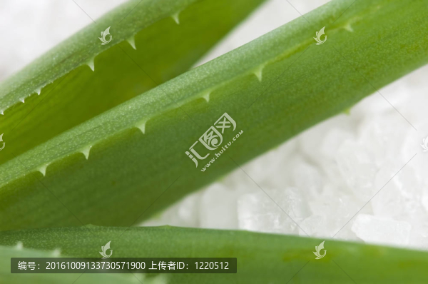 蘆薈