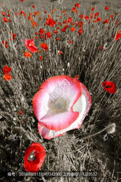罌粟花