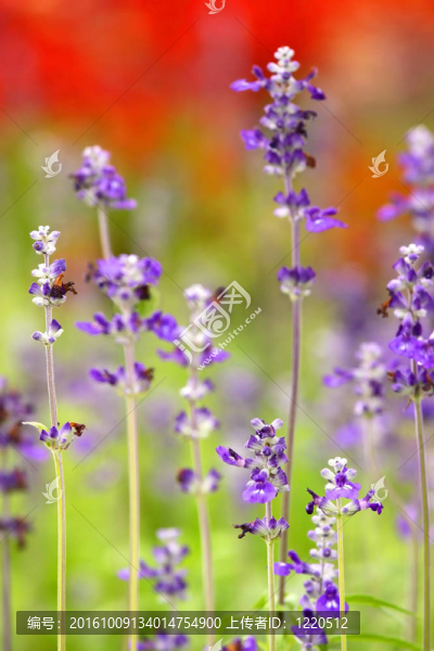 花園里的花