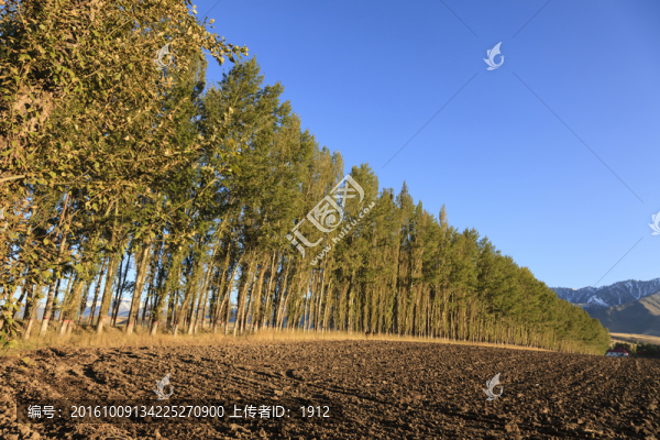 楊樹林