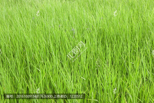 草