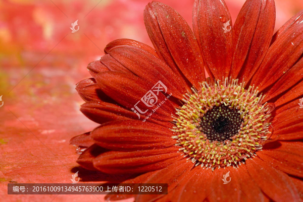 紅色的鮮花