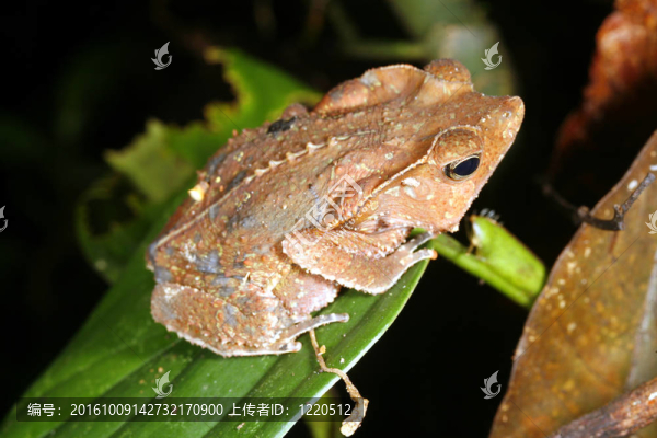 冠林的癩蛤蟆（Rhinella,margaritifer）