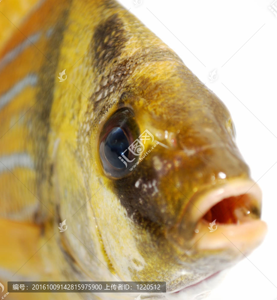 金色的魚