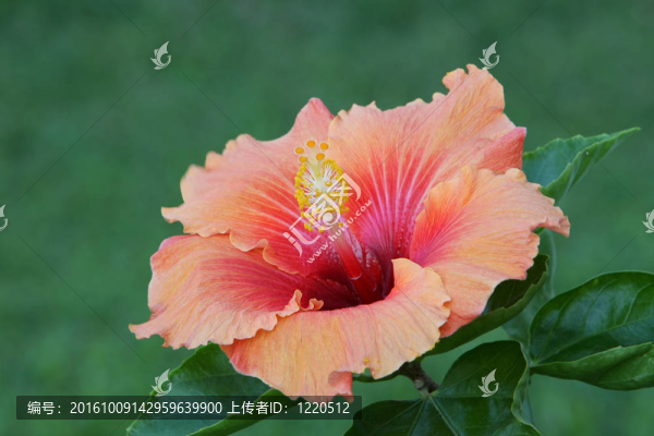 橙色的芙蓉特寫