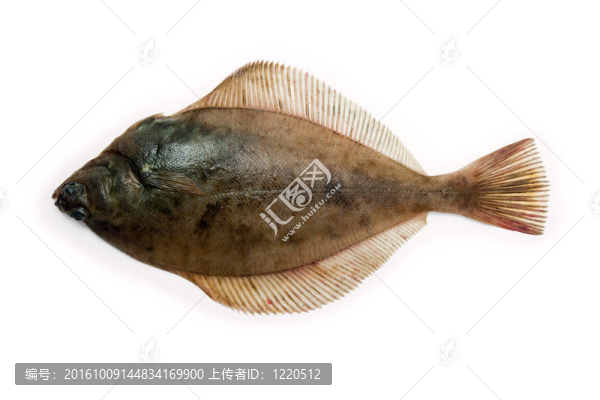 DAB的比目魚