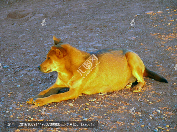狗喜歡在紀(jì)念碑谷的日落；美國；2004八月