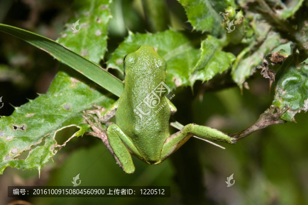 應(yīng)付Gray,Tree,frog