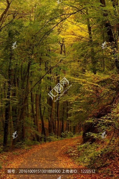 轉(zhuǎn)向路在秋天的樹林