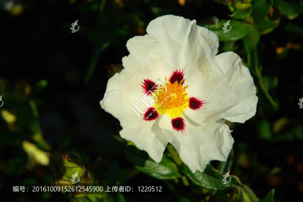 芙蓉08